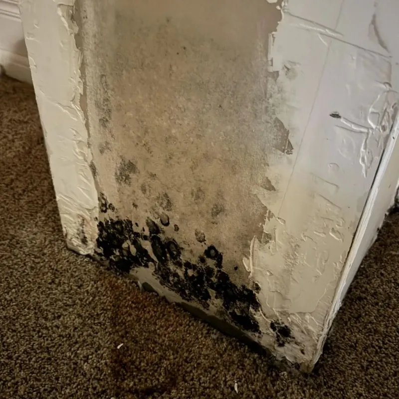 Professional Mold Removal in Cambridge, OH